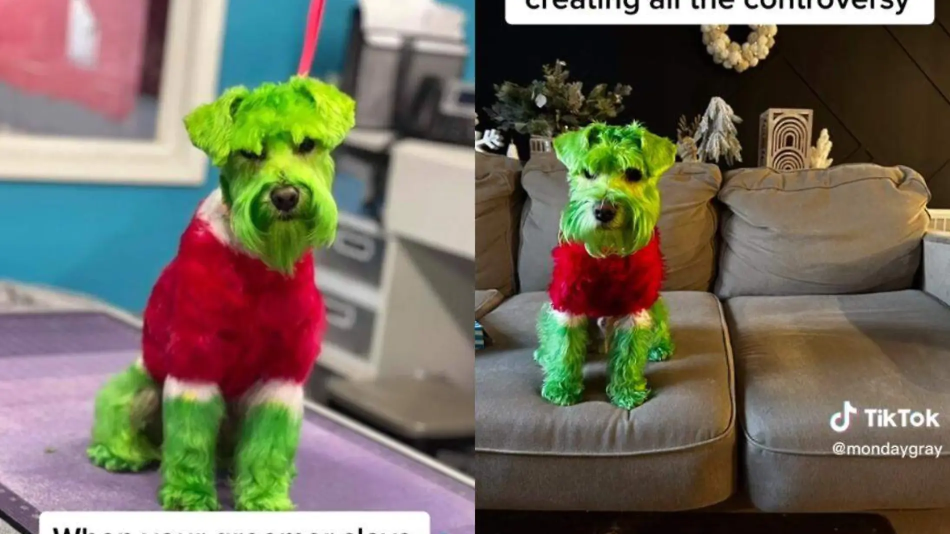 Perrito es pintado como el Grinch